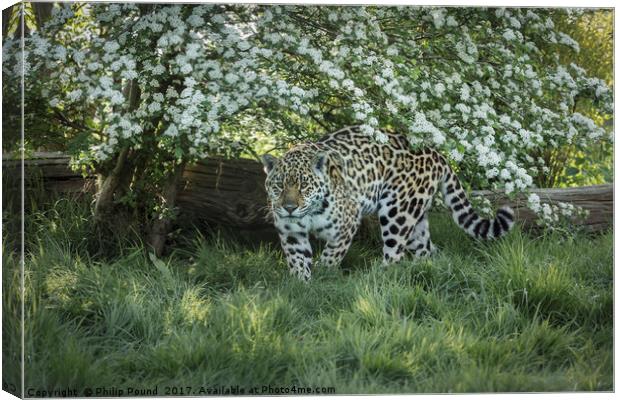 Amur Leopard Canvas Print by Philip Pound