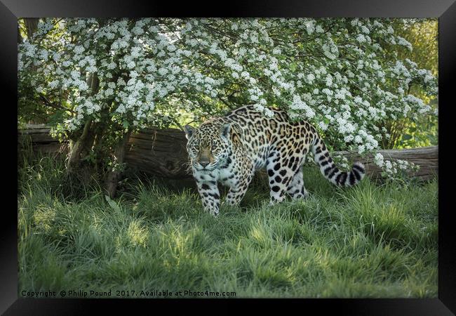 Amur Leopard Framed Print by Philip Pound