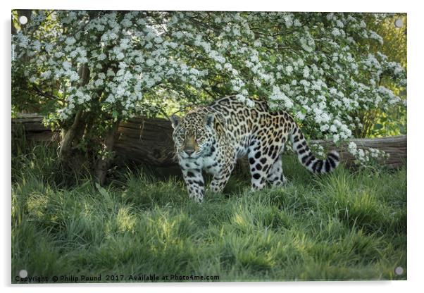Amur Leopard Acrylic by Philip Pound
