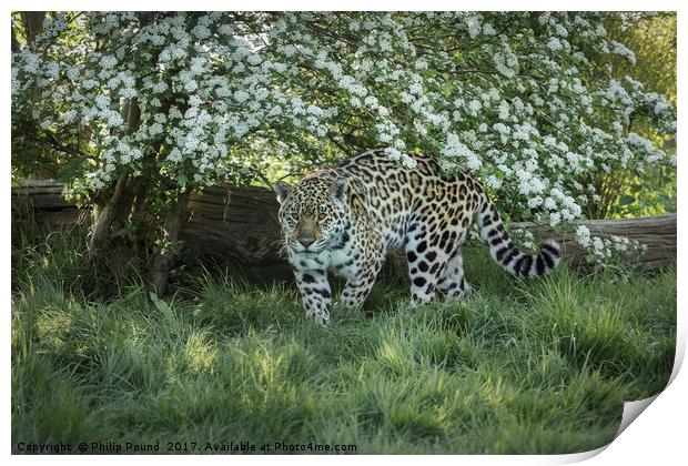 Amur Leopard Print by Philip Pound