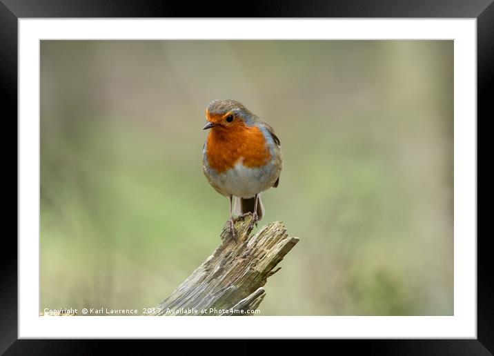 The Resting Robin Framed Mounted Print by Karl Lawrence