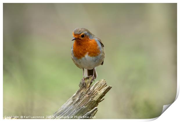 The Resting Robin Print by Karl Lawrence
