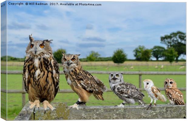Owls sat on the fence in Martock Somerset  Canvas Print by Will Badman