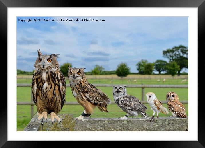 Owls sat on the fence in Martock Somerset  Framed Mounted Print by Will Badman