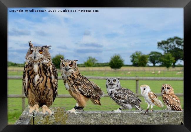 Owls sat on the fence in Martock Somerset  Framed Print by Will Badman