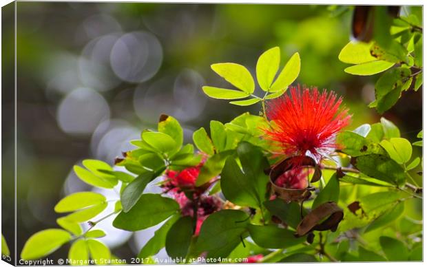 Tropical red bloom  Canvas Print by Margaret Stanton