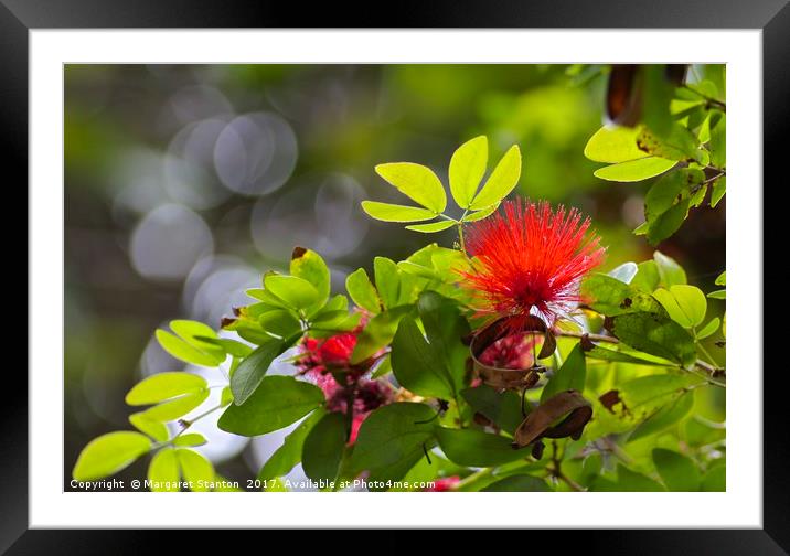 Tropical red bloom  Framed Mounted Print by Margaret Stanton