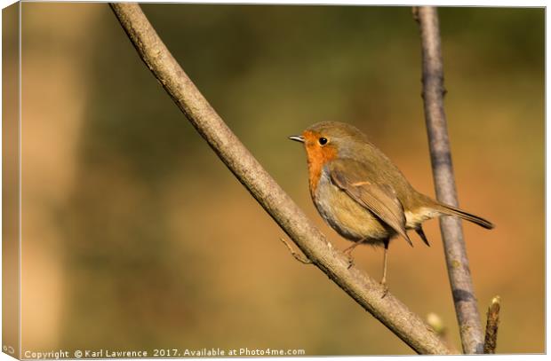 Morning Mr Robin Canvas Print by Karl Lawrence