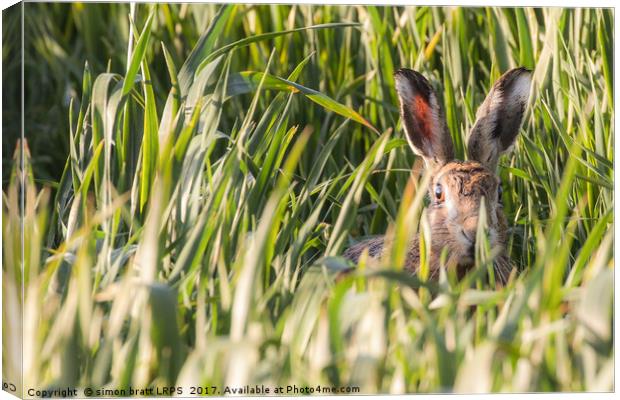 Wild hare in crops looking at camera Norfolk Canvas Print by Simon Bratt LRPS