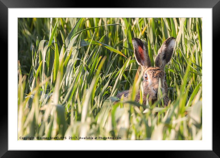 Wild hare in crops looking at camera Norfolk Framed Mounted Print by Simon Bratt LRPS
