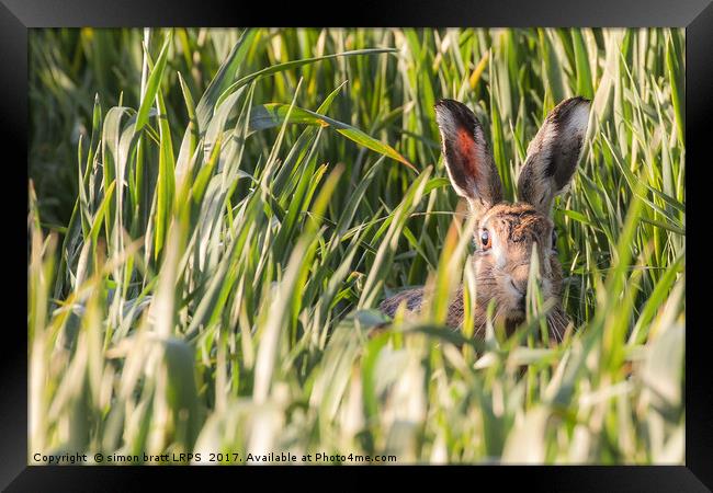 Wild hare in crops looking at camera Norfolk Framed Print by Simon Bratt LRPS