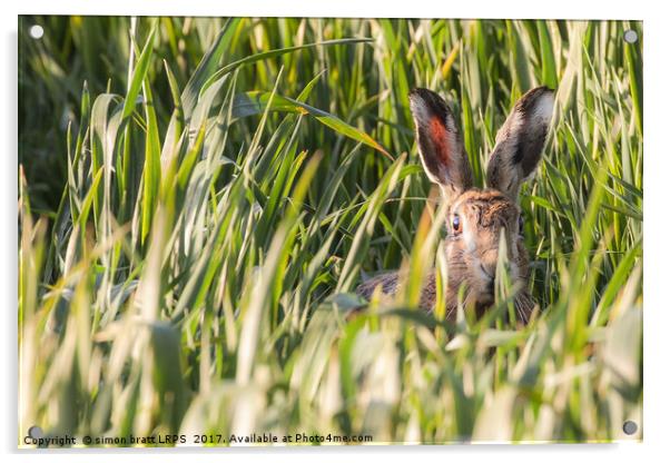 Wild hare in crops looking at camera Norfolk Acrylic by Simon Bratt LRPS