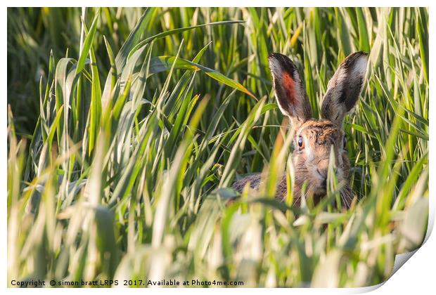 Wild hare in crops looking at camera Norfolk Print by Simon Bratt LRPS