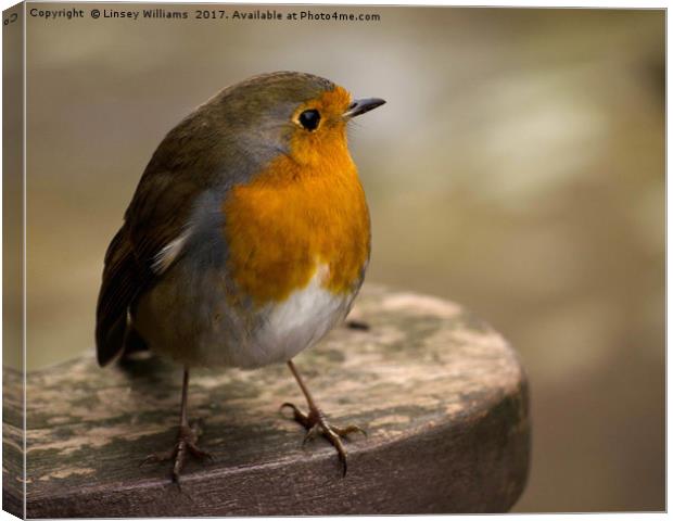 The Robin Canvas Print by Linsey Williams
