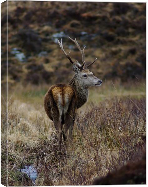 Red Deer Stag in Scotland Canvas Print by Jacqi Elmslie