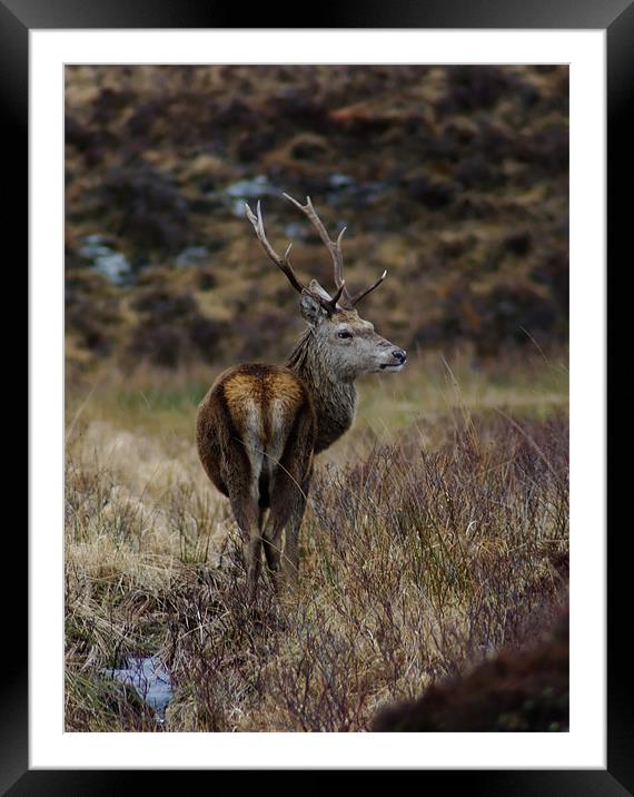 Red Deer Stag in Scotland Framed Mounted Print by Jacqi Elmslie