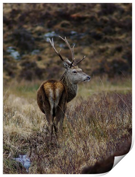 Red Deer Stag in Scotland Print by Jacqi Elmslie
