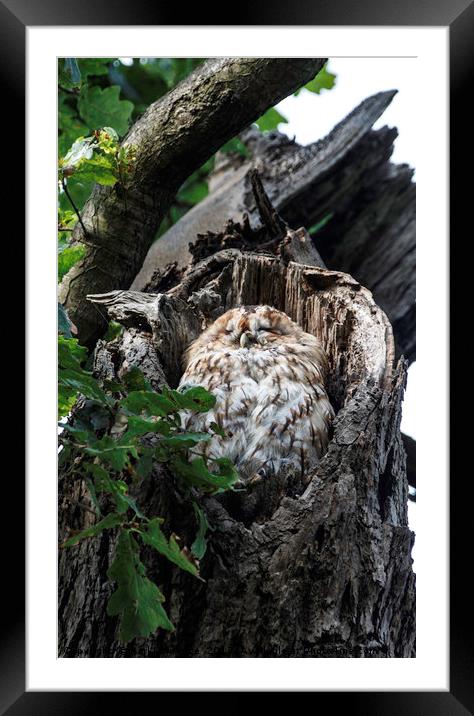 Our Local Tawny Owl Framed Mounted Print by Karl Lawrence