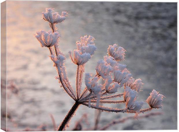 Frosted Seedhead Canvas Print by Jacqi Elmslie