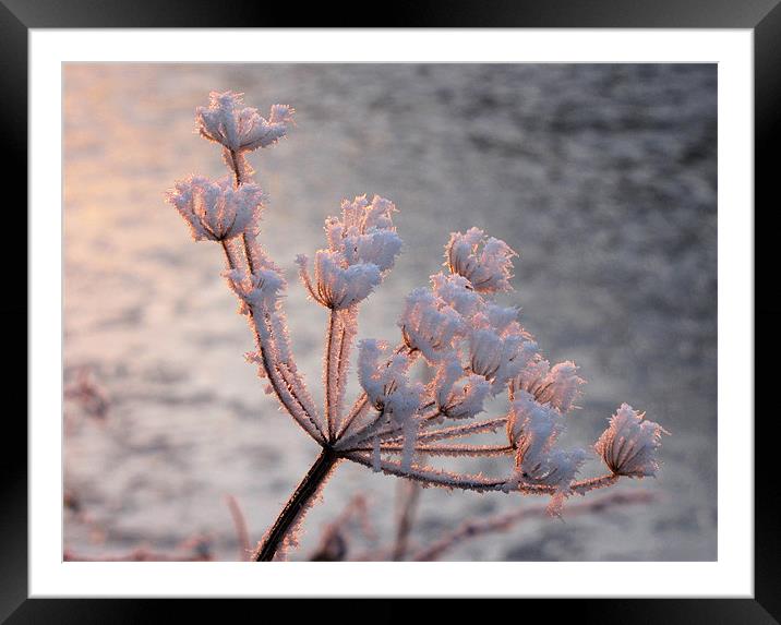 Frosted Seedhead Framed Mounted Print by Jacqi Elmslie