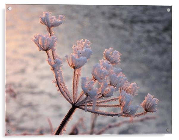 Frosted Seedhead Acrylic by Jacqi Elmslie