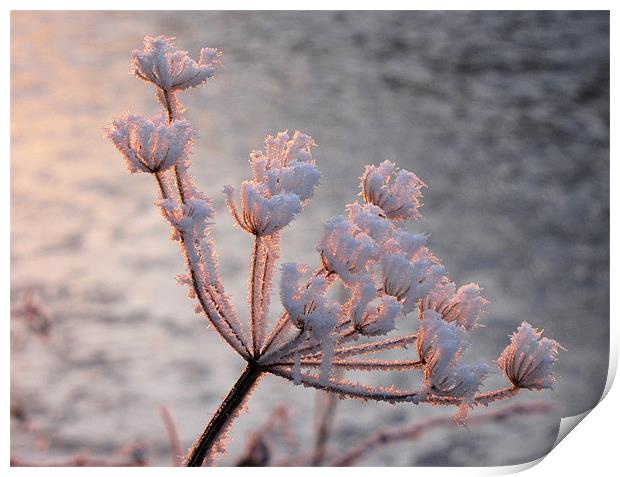 Frosted Seedhead Print by Jacqi Elmslie