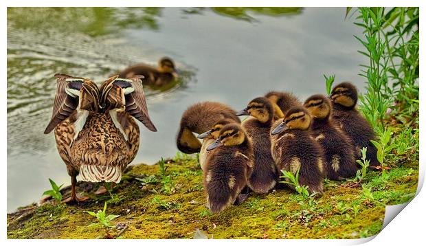 Ducklings Print by Victor Burnside