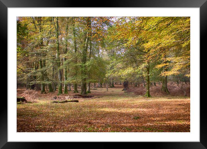Autumn In An English Woodland Framed Mounted Print by Phil Clements