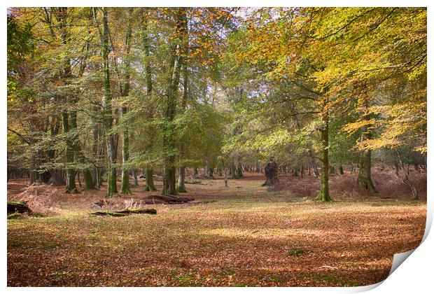 Autumn In An English Woodland Print by Phil Clements
