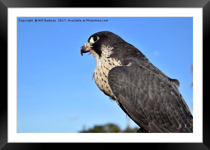 Bird of prey Peregrine falcon in Somerset  Framed Mounted Print by Will Badman