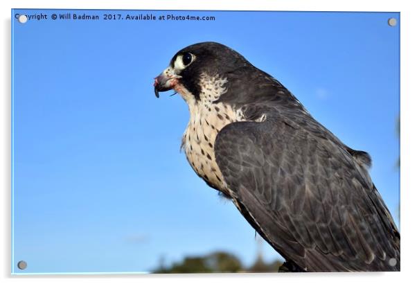 Bird of prey Peregrine falcon in Somerset  Acrylic by Will Badman
