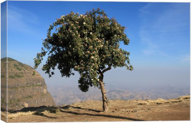 Single Tree On The Simien Mountains  Canvas Print by Aidan Moran