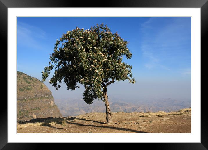 Single Tree On The Simien Mountains  Framed Mounted Print by Aidan Moran