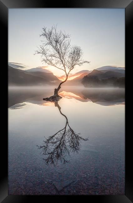 Lone Tree. Framed Print by Craig Breakey