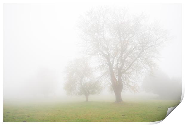 Stanton Moor Trees in the Mist  Print by James Grant