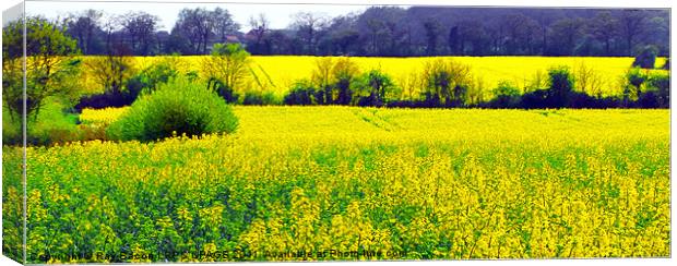 FIELD OF RAPE SEED Canvas Print by Ray Bacon LRPS CPAGB
