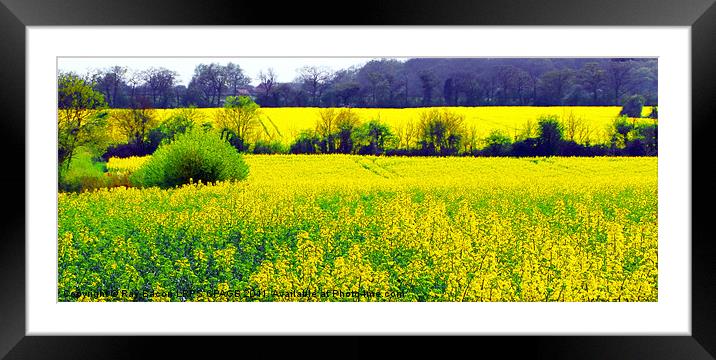 FIELD OF RAPE SEED Framed Mounted Print by Ray Bacon LRPS CPAGB