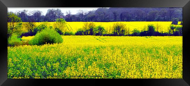 FIELD OF RAPE SEED Framed Print by Ray Bacon LRPS CPAGB