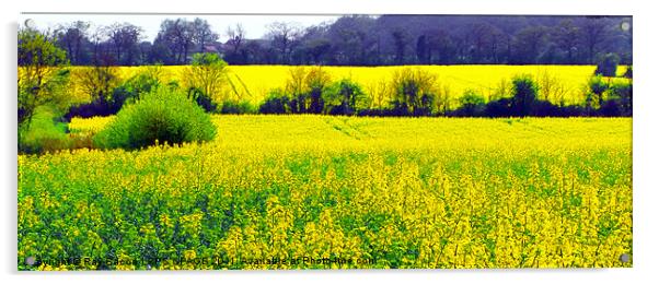 FIELD OF RAPE SEED Acrylic by Ray Bacon LRPS CPAGB