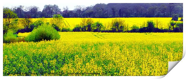 FIELD OF RAPE SEED Print by Ray Bacon LRPS CPAGB