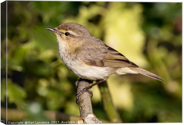Close Chiffchaff Canvas Print by Karl Lawrence
