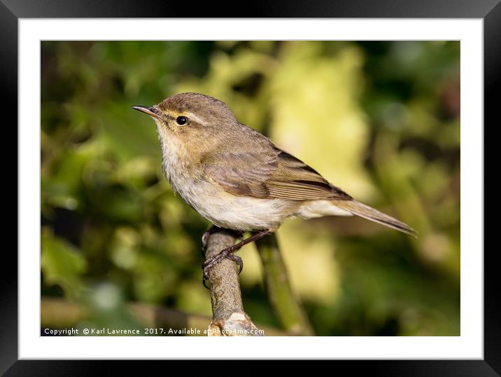 Close Chiffchaff Framed Mounted Print by Karl Lawrence