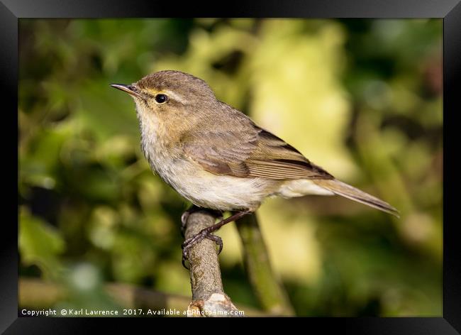 Close Chiffchaff Framed Print by Karl Lawrence