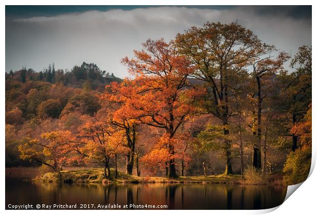 Autumn Colours at Rydal Water Print by Ray Pritchard