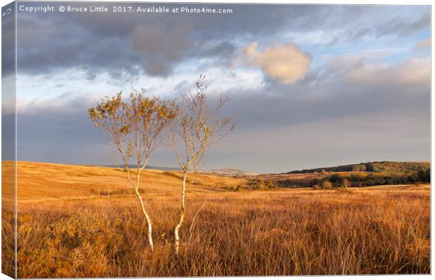 Serene Woodbury Common landscape Canvas Print by Bruce Little