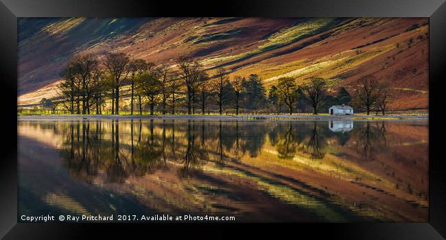 Buttermere Trees Reflected Framed Print by Ray Pritchard