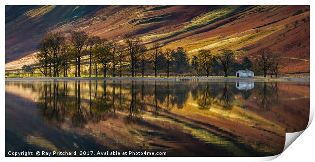 Buttermere Trees Reflected Print by Ray Pritchard