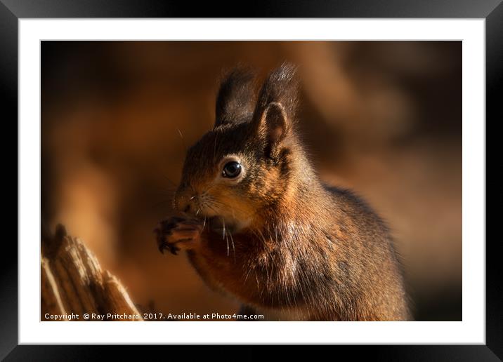 Young Red Squirrel  Framed Mounted Print by Ray Pritchard