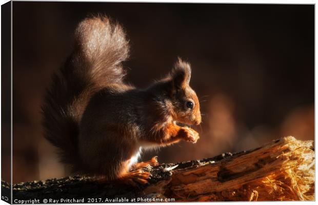 Red Squirrel Canvas Print by Ray Pritchard