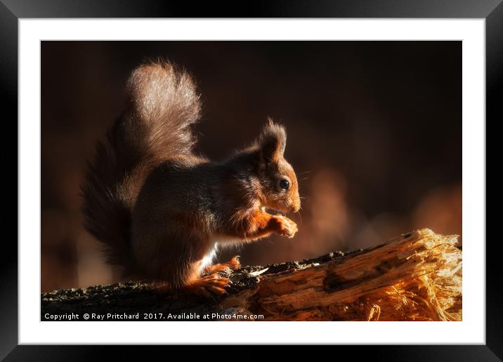 Red Squirrel Framed Mounted Print by Ray Pritchard